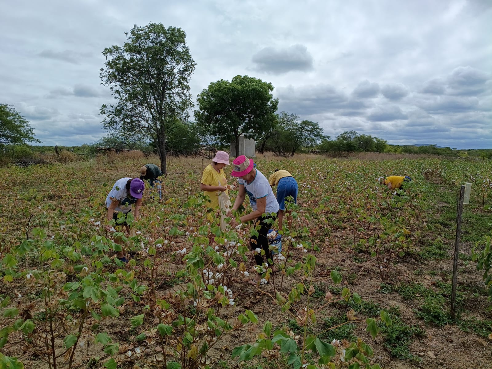 Família transforma propriedade rural em referência de agrofloresta e preservação da Caatinga no Seridó