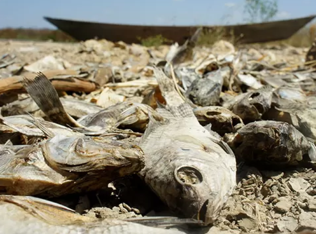 seca-rn_svd611sl_widelg